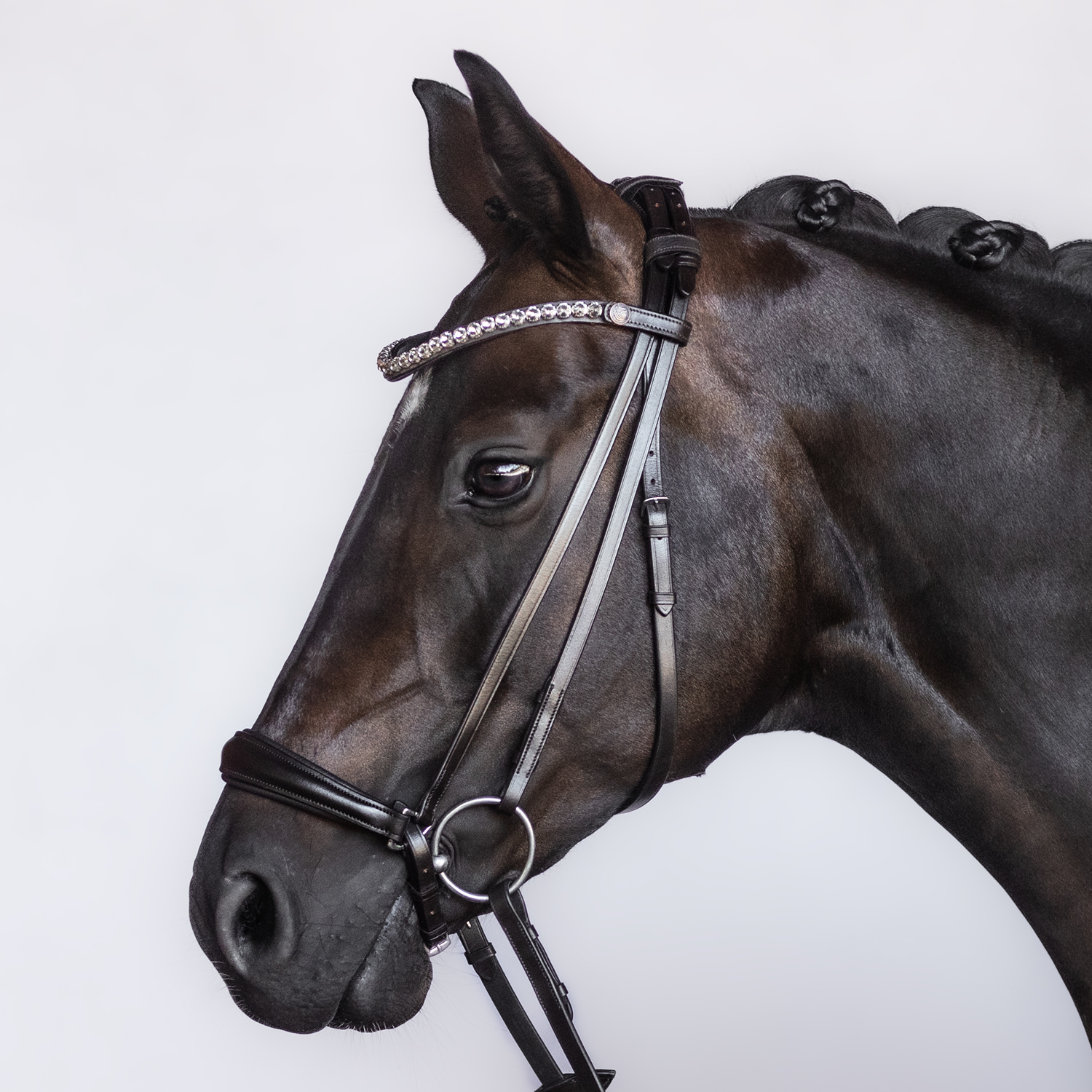 Bridle Highlight